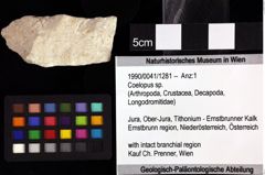 Foto (Objket + Etiketten) von Coelopus sp. 